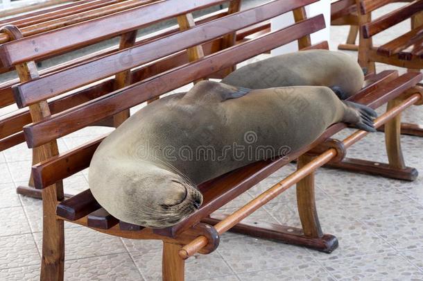 加拉帕戈斯群岛海狮子,海驴属动物沃尔莱贝基,说谎向一长凳,港口
