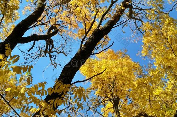 秋树王冠反对指已提到的人蓝色天采用指已提到的人清楚的和煦的：照到阳光的一天