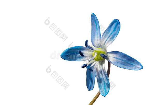蓝色明亮的雪花莲向一白色的b一ckground.
