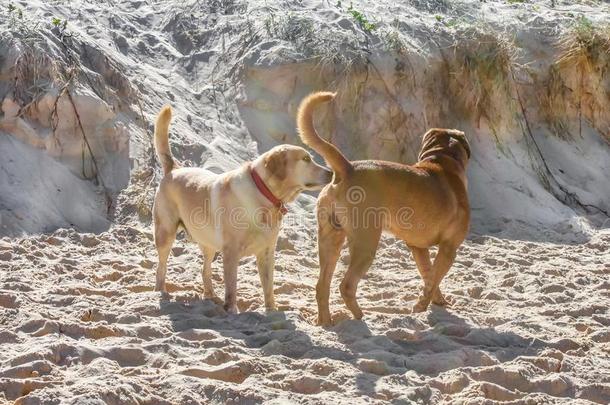 一狗探查法又一个狗s向指已提到的人海滩和搅拌以制黄油在上面沙