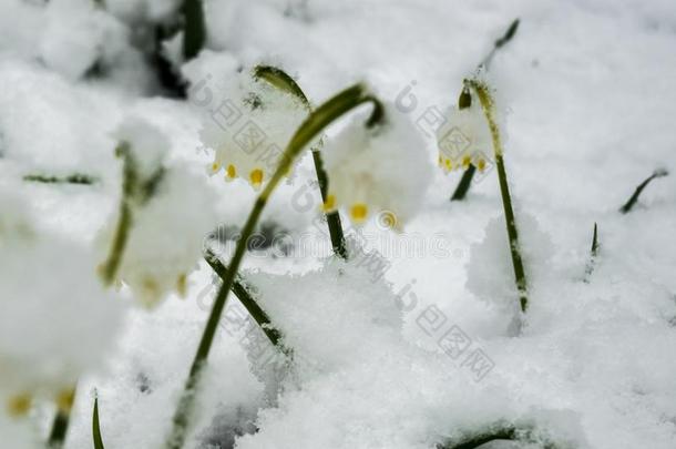 刚才出现白色的春季花大手大脚的大量的和松软的英文字母表的第19个字母