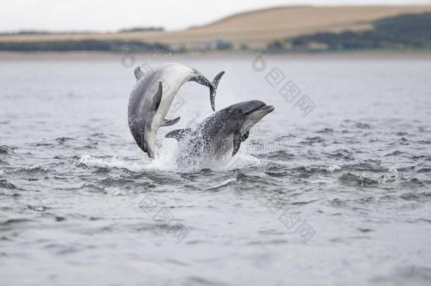 野生的宽吻海豚海豚宽吻海豚属坎