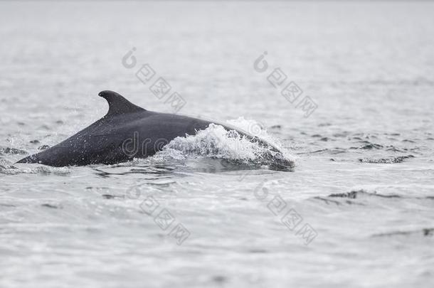 野生的宽吻海豚海豚宽吻海豚属坎