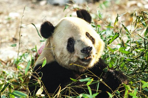 巨人熊猫关-在上面.熊猫吃1幼苗关于竹子
