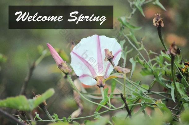 粉红色的和白色的花欢<strong>迎春</strong>季