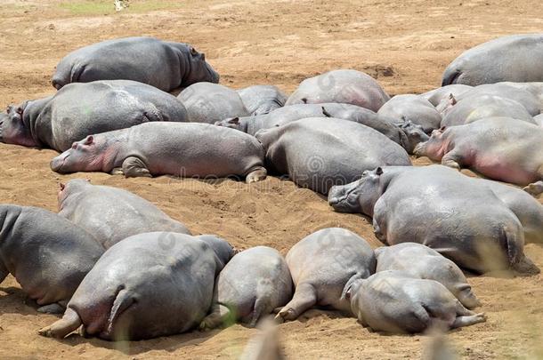 荚关于Hippopotomus特写镜头