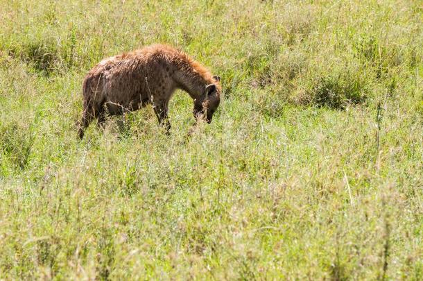有斑点的鬣狗克罗卡塔克罗卡塔采用SerengetiPlainsof坦桑尼亚坦桑尼亚的塞伦盖蒂平<strong>原生态</strong>系统,坦桑尼亚
