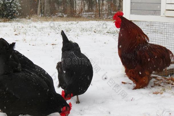 红色的公鸡乌鸦越过母鸡采用指已提到的人雪