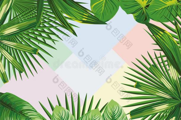 框架关于热带的树叶