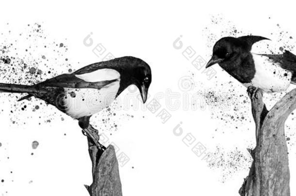 Twoo黑的和白色的鸟和喷颜料