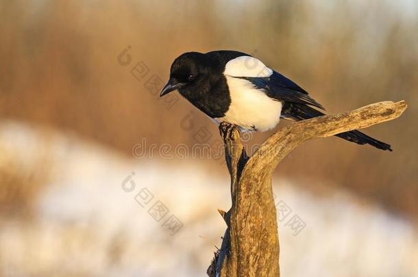美丽的黑的和白色的鸟一次向指已提到的人树枝