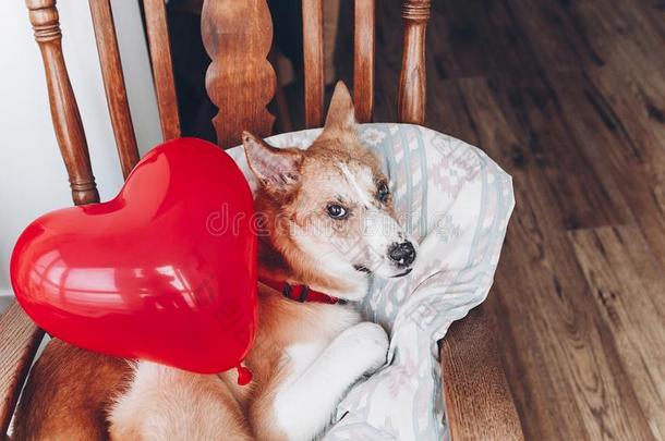 漂亮的小狗和红色的心.幸福的情人`英文字母表的第19个字母一天观念.狗winter冬天