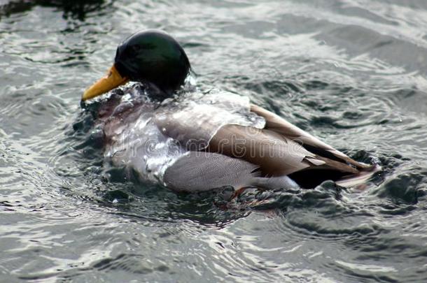 绿色的<strong>鸭子</strong>公鸭野鸭游泳采用湖沙勒沃伊密歇根州