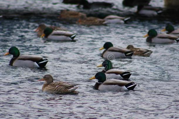 绿色的<strong>鸭子</strong>公鸭野鸭游泳采用湖沙勒沃伊密歇根州