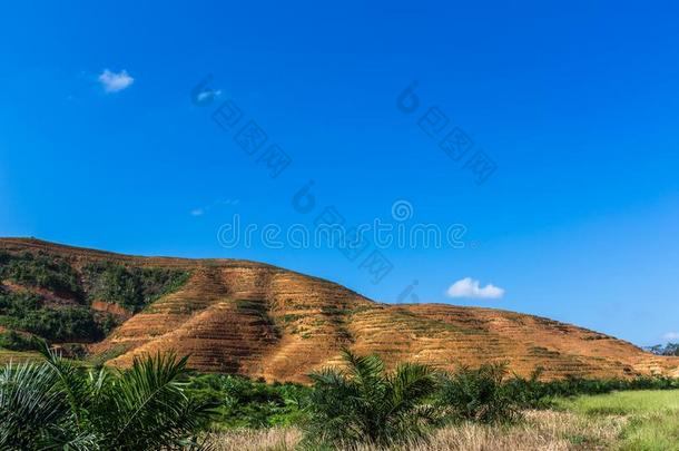 大的山地区是（be的三单形式将切开关于树为种植油手掌种植园,