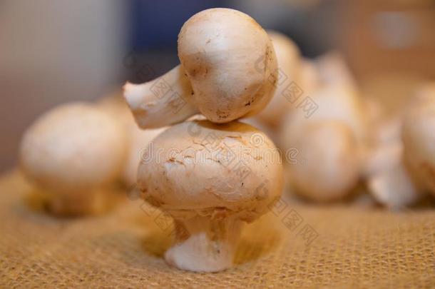 蘑菇农业个人简历