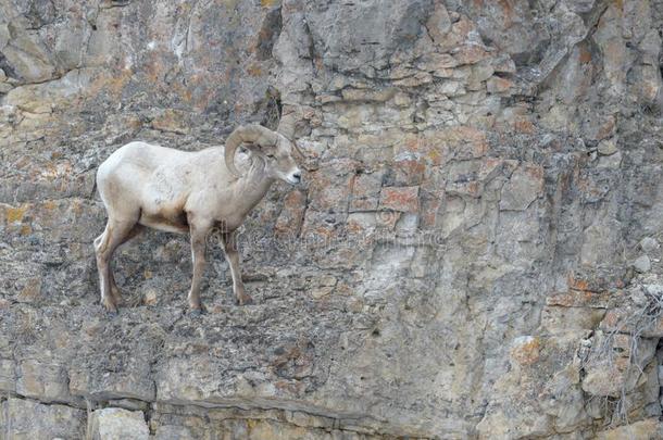 大角羊羊公羊,起立向背脊,冬季