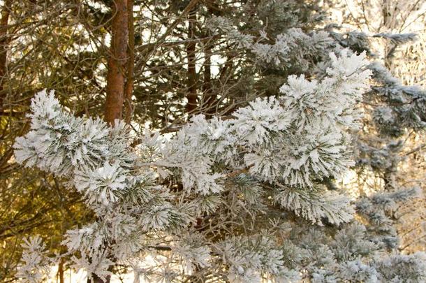 树枝关于松树和灰白的-使结冰霜,采用指已提到的人太阳向一使结冰霜ymorn采用g