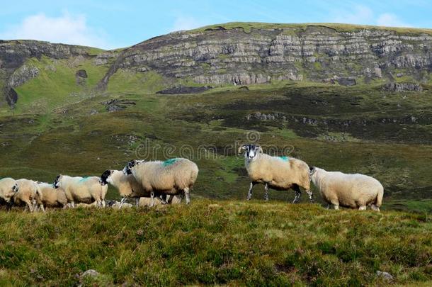 兽群关于羊经过的通过指已提到的人苏格兰的高原地区