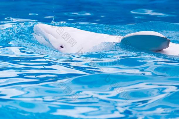 白色的海豚采用指已提到的人水池