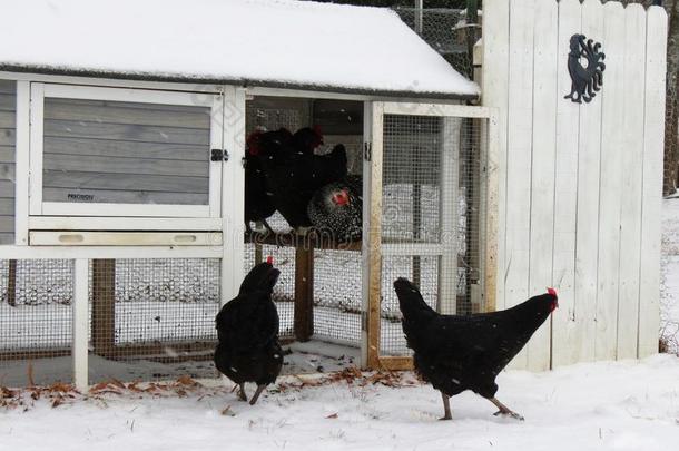 鸡离开指已提到的人笼子向奇妙的穿过雪大量的农场