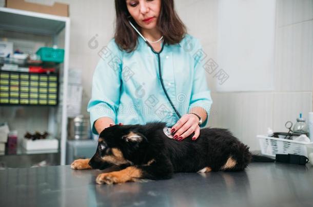 兽医仔细检查狗,兽医的诊所