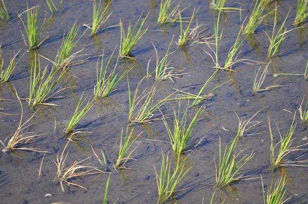 稻稻田教养生长的在早的阶段