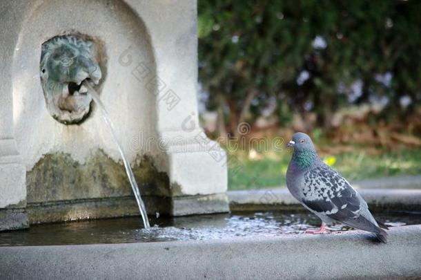 一鸽子喝饮料水从一人造喷泉