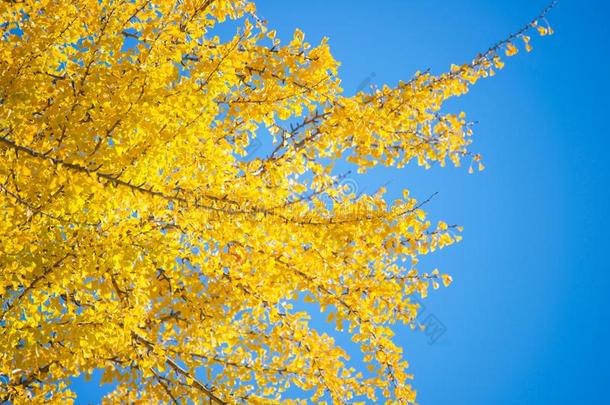 黄色的银杏树树采用秋季节
