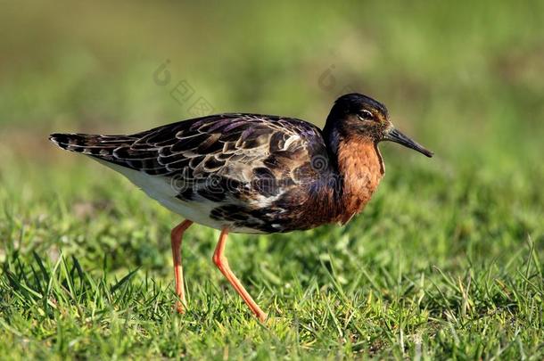 单一的出王牌鸟向长满草的潮湿的土壤采用spr采用gseas向