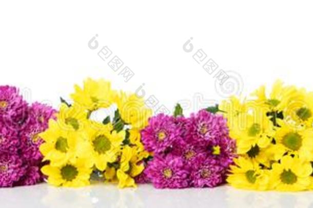 全景画和黄色的和紫色的菊<strong>花</strong>