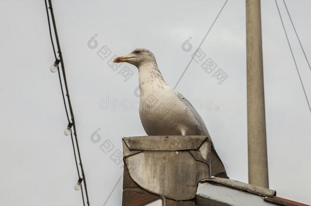 惠特比住所名称,约克郡-一se一gull,有样子的在上面.