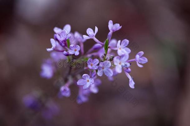 紫色的丁香花属