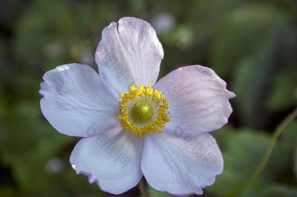 银<strong>莲</strong>花汉普西斯日本产植物,日本人银<strong>莲</strong>花,银<strong>莲</strong>花属植物风