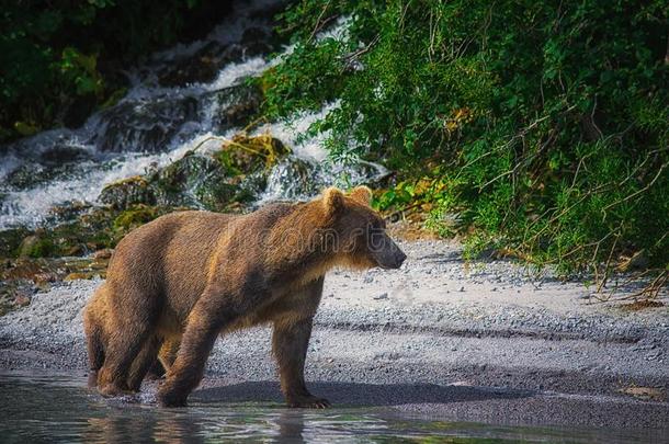 堪察加半岛棕色的熊赶上鱼向指已提到的人库里尔湖.堪察加半岛英语字母表的第16个字母