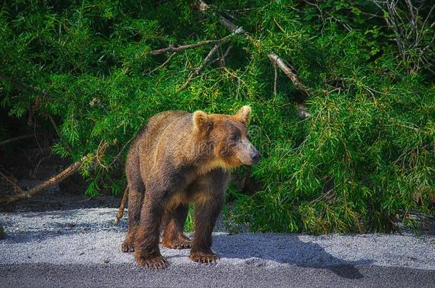 堪察加半岛棕色的熊赶上鱼向指已提到的人库里尔湖.堪察加半岛英语字母表的第16个字母