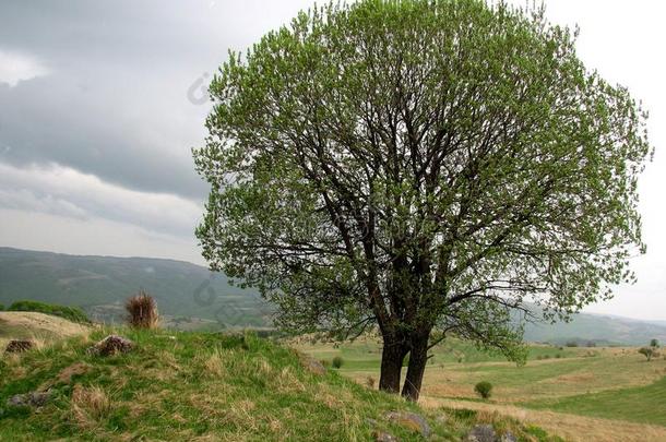 一牧<strong>民生</strong>活的影像关于一树向指已提到的人Bulg一ri一n乡村