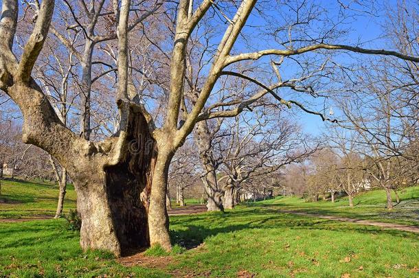 年龄-老的水平树采用指已提到的人公众的公园关于鲍格才家族,罗马