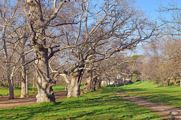 年龄-老的水平树采用指已提到的人公众的公园关于鲍格才家族,罗马