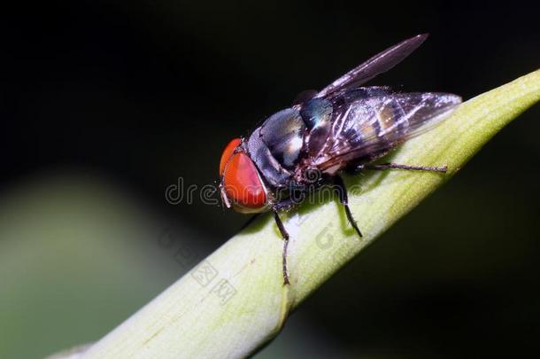 特写镜头关于殴打-飞或动物尸体的腐肉飞Calliph或idae