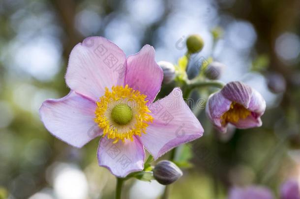 银莲花汉普西斯日本产植物,日本人银莲花,银莲花属植物风