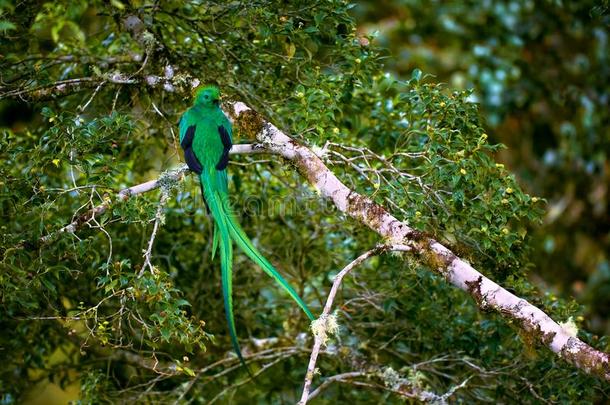 华丽灿烂的绿咬鹃,法罗马祖莫金诺.绿色的鸟从肋