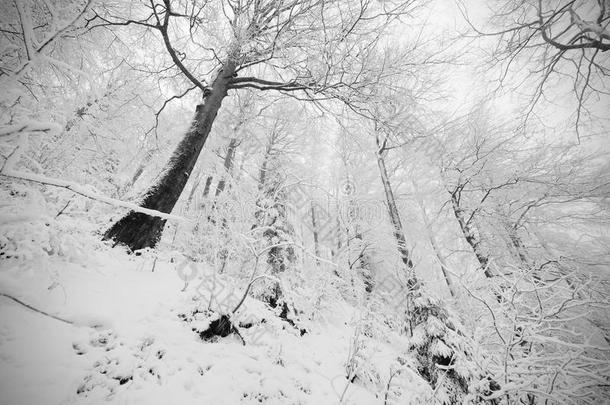 逐渐缩小的下雪的小路通过一森林.冬d一rk一nd多雾的英语字母表的第6个字母