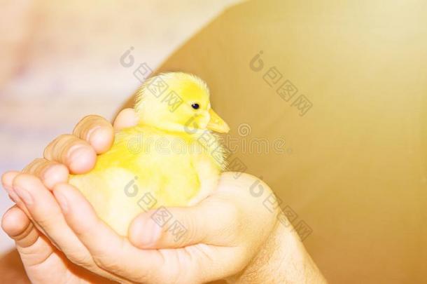 美丽的小的黄色的家庭的<strong>小鸭</strong>向人手