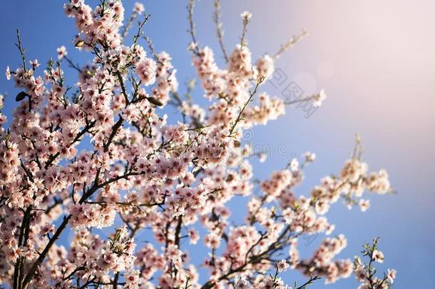 <strong>春</strong>季,<strong>春</strong>季-粉红色的花