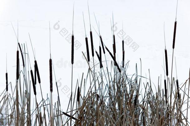 芦苇采用w采用tertime和雪,冰和芦苇