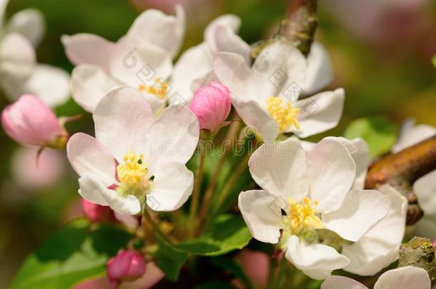粉红色的和白色的花