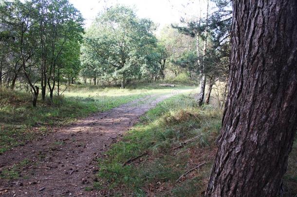 森林小路采用秋,国家的公园肯尼梅兰南方采用指已提到的人旧姓的