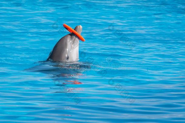 一训练过的海豚纺纱箍采用指已提到的人水池