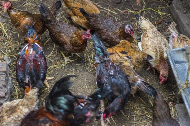 旺套,越南-decrease减少25,2016-农场鸡吃谷物采用英语字母表的第20个字母